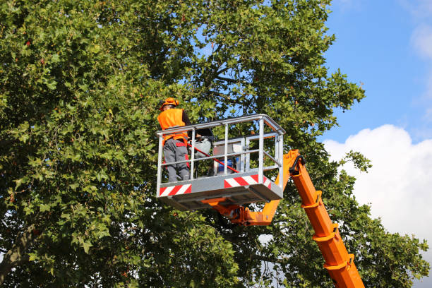 Reliable Republic, MO Tree Services Solutions