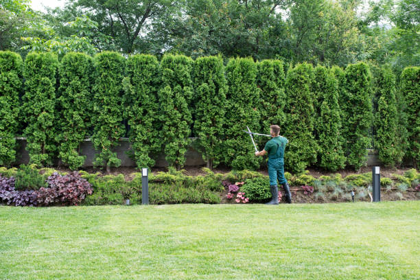 Best Pest Control for Lawns  in Republic, MO