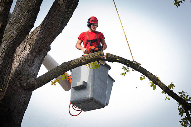 Best Tree Risk Assessment  in Republic, MO