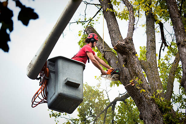 How Our Tree Care Process Works  in  Republic, MO